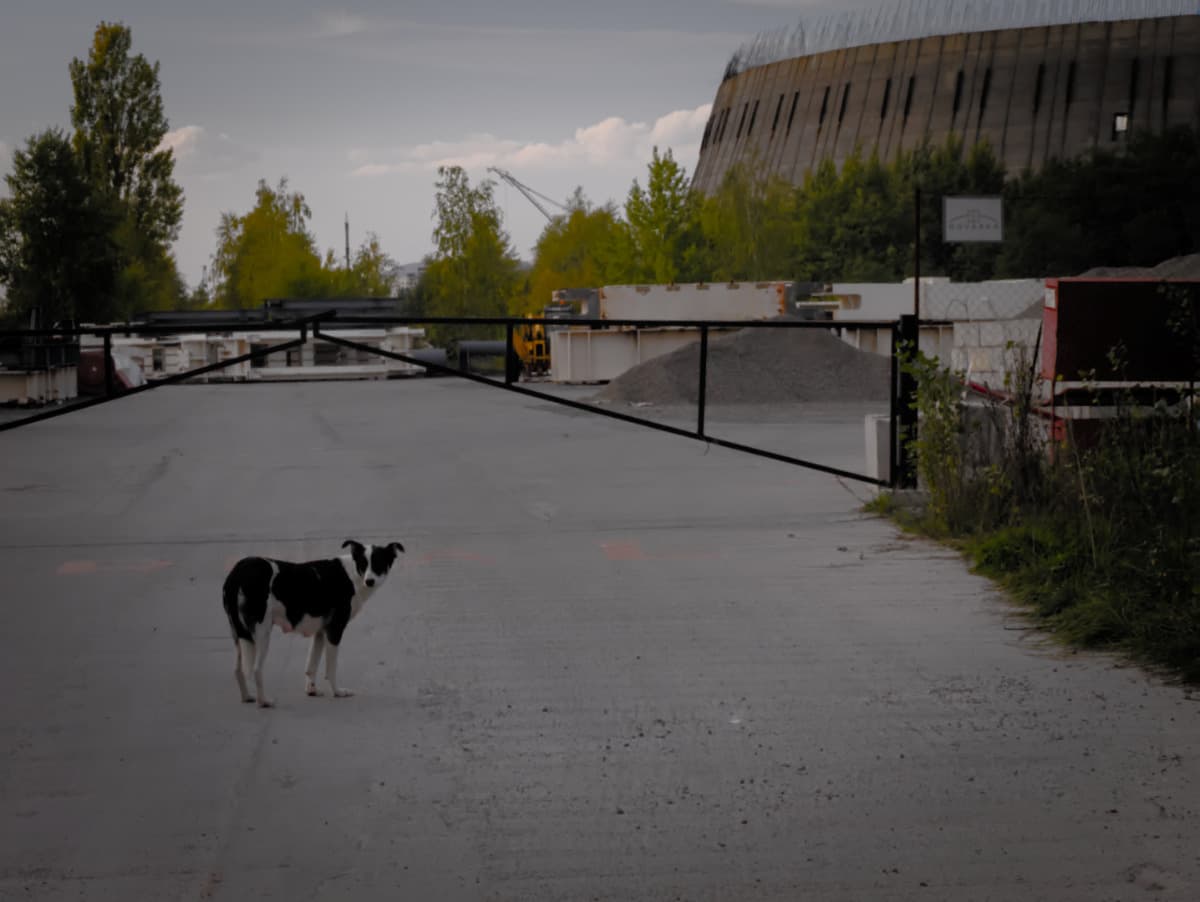 "Kogóż w bezludzie nie wiódł pies bezdomny..." czyli jesienny spacer po Czarnobylskiej strefie wykluczenia