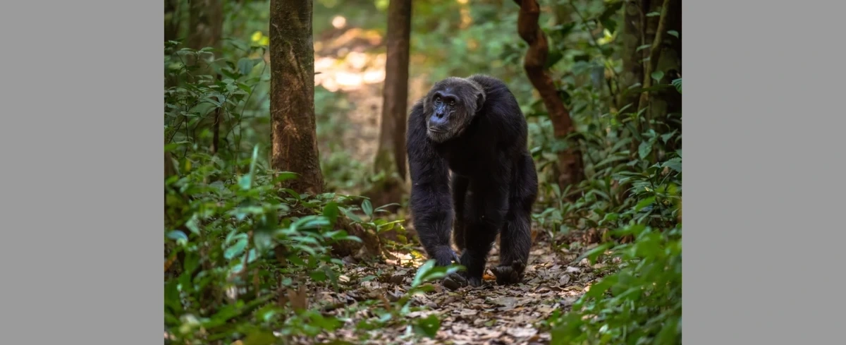 Brutalna wojna w sercu Afryki. Szympansy eliminują dawnych sojuszników