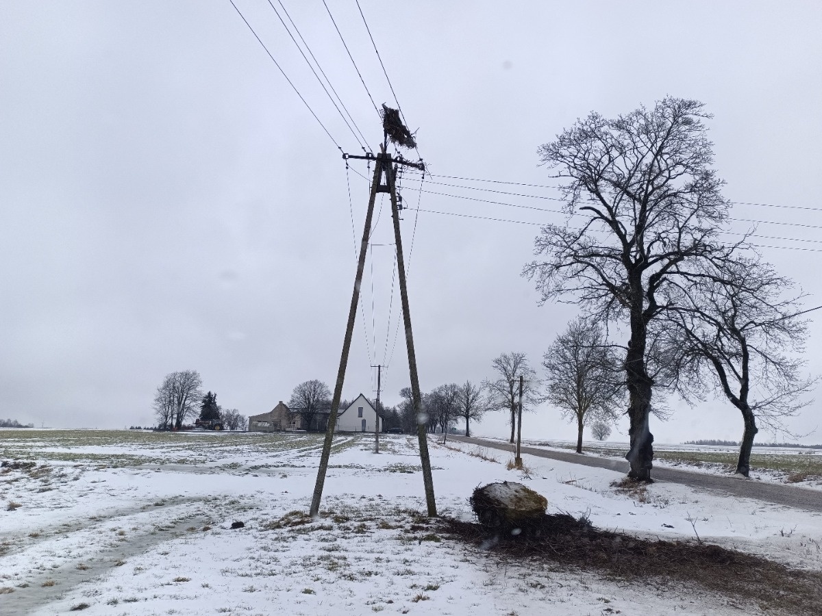 Usuwanie uszkodzonej platformy bocianiego gniazda i kolejna naprawa zerwanego przewodu. Też w linii nn.