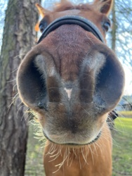 Kobieca logika w zajmowaniu się zwierzętami... Żonka wymyśliła aby konikom było miło to do taczki z sianem, pokroi i dorzuci plasterki marchewki. Wiecie, konik je sianko i nagle trafia na marchewkę i się cieszy, je dalej, znowu marchewka, znowu się cieszy, w ten sposób konik cieszy się