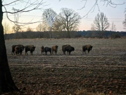 Dzisiaj miałem możliwość zatrzymać się i zrobić zdjęcie #zubry . Stadko stało na tym samym polu, które mijałem wczoraj, jadąc do pracy :) wszystkie zaciekawione tym, że jakiś cymbał się zatrzymuje 😛 #zwierzeta