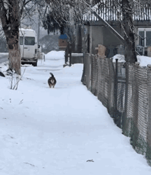 Torpedo... LOS! #heheszki #psy