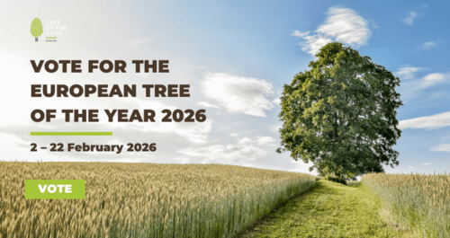 🌳 Oddaj głos na Polskę! Wesprzyj Krzywe Drzewo 🌳